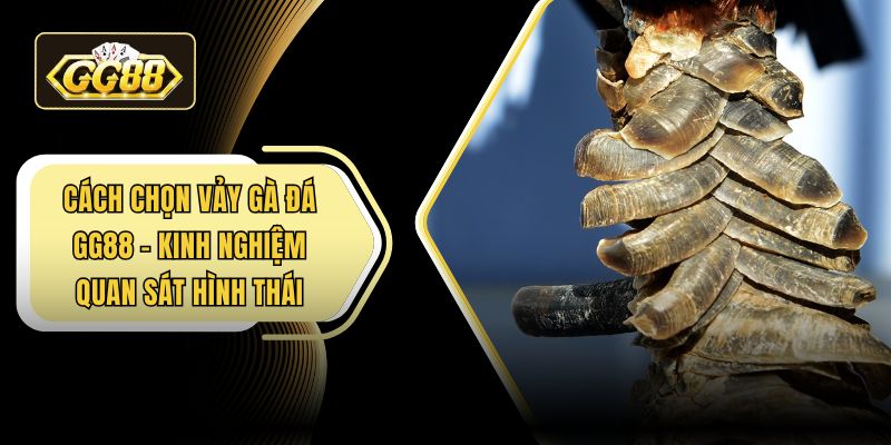 Cách chọn vảy gà đá