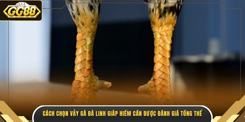 Cách chọn vảy gà đá linh giáp hiếm cần được đánh giá tổng thể