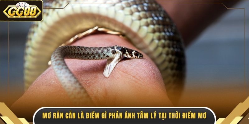 Mơ rắn cắn là điềm gì phản ánh tâm lý tại thời điểm mơ