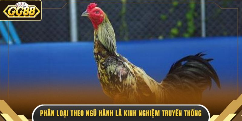 Phân loại theo ngũ hành là kinh nghiệm truyền thống