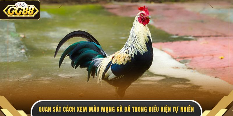 Quan sát cách xem màu mạng gà đá trong điều kiện tự nhiên