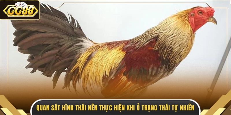Quan sát hình thái nên thực hiện khi ở trạng thái tự nhiên